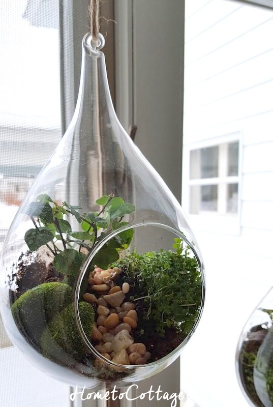 Hanging Terrarium, HometoCottage
