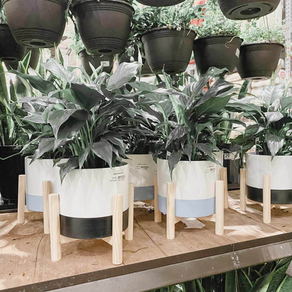 Best places to buy Scandi houseplants & pots Simple Design Life