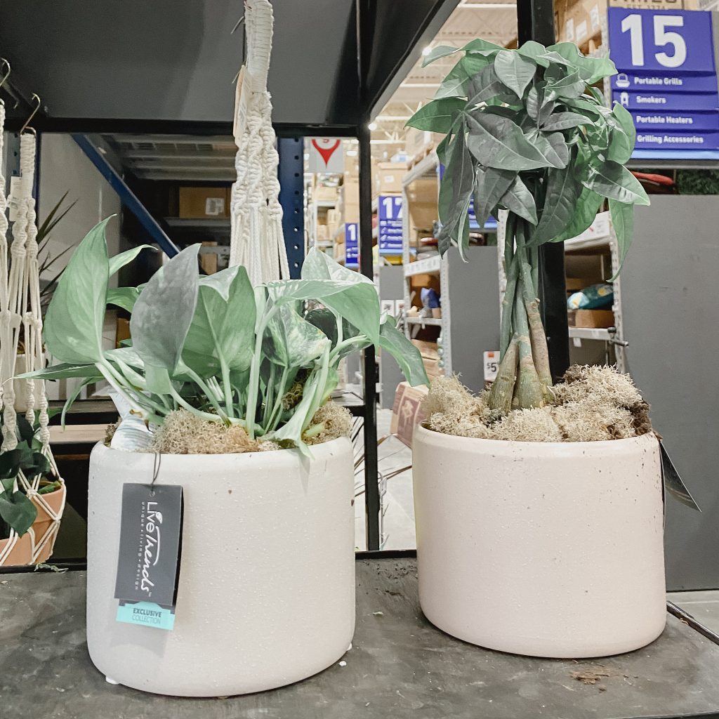 Best places to buy Scandi houseplants & pots Simple Design Life