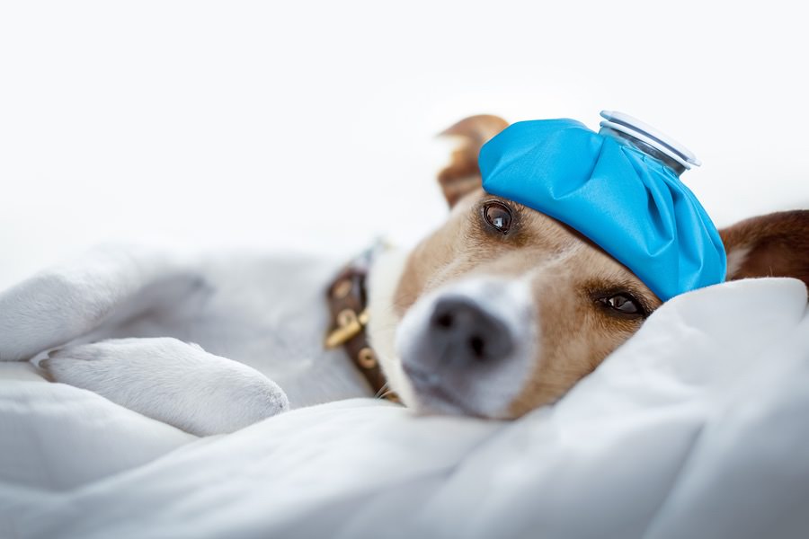 Can Your Dog Get A Cold Or Flu? — Simple Dog Logic