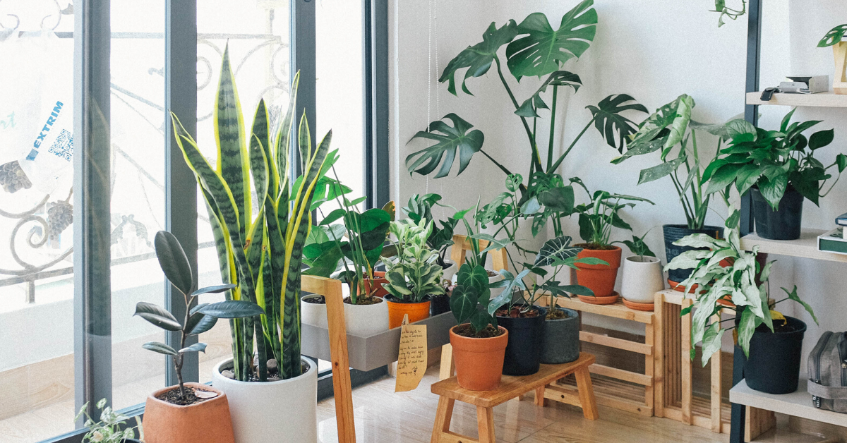 Indoor Plant Placement learn how to correctly place your indoor plants.