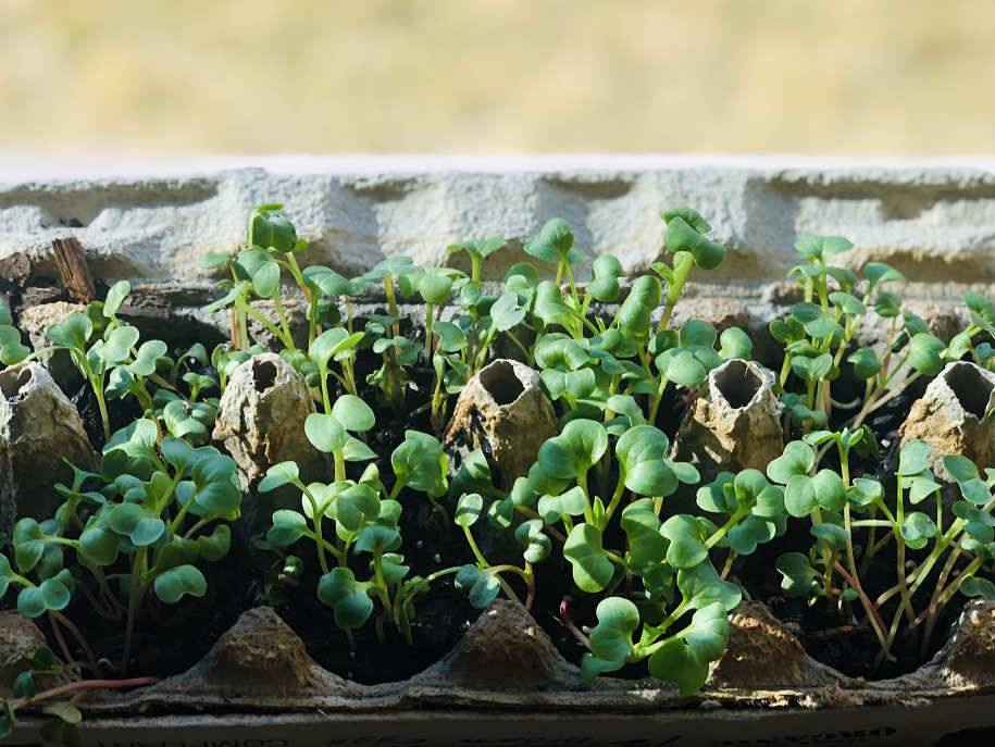 How to Grow Microgreens Indoors in Winter using Egg Cartons Small