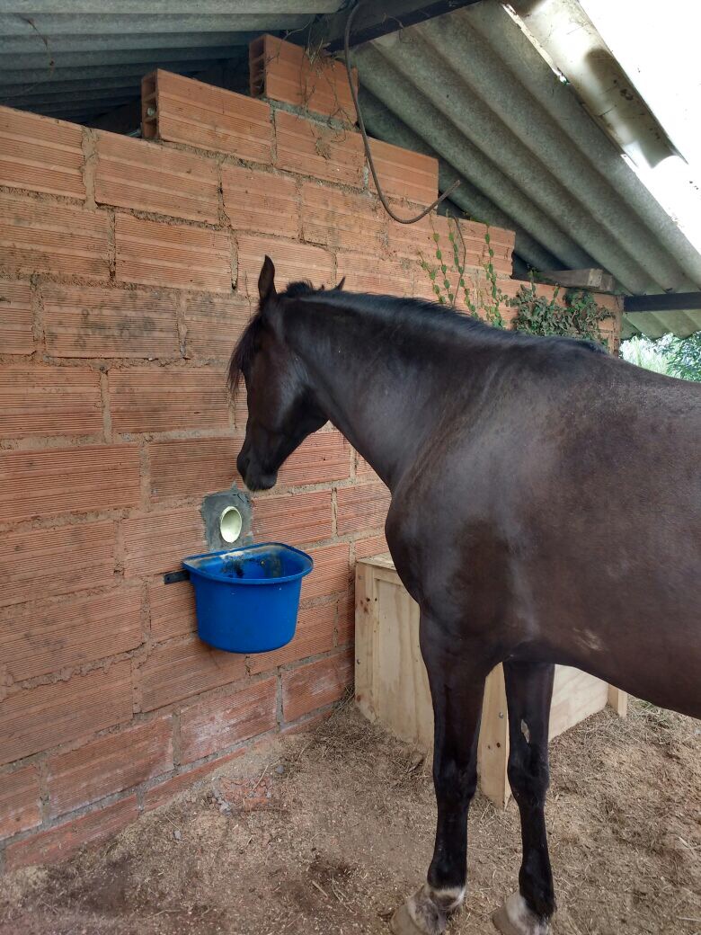 Gallery SimpleFeeder Automatic Horse Feeder