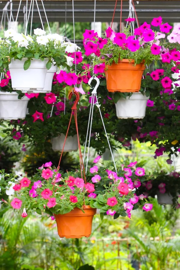Hanging Basket Plants Online