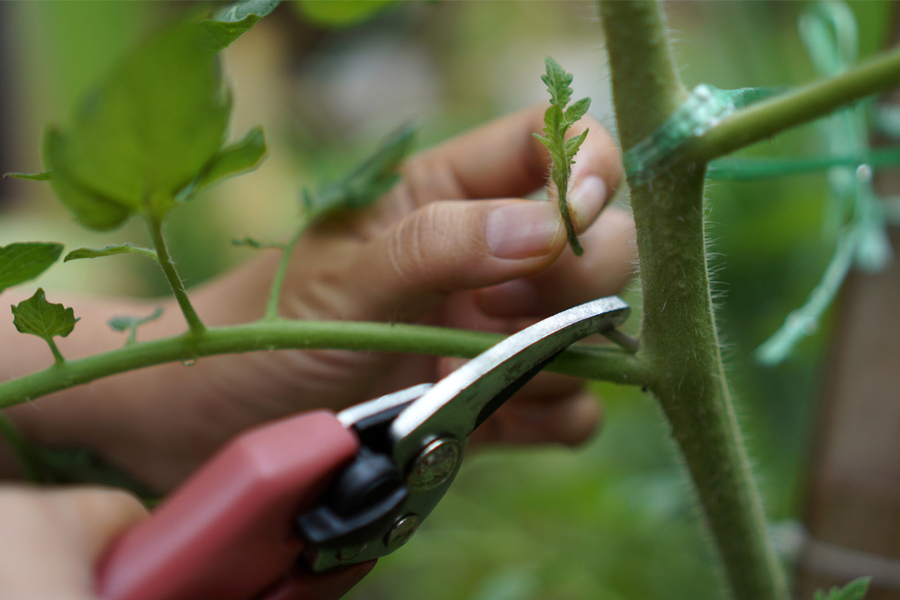 5 Simple Garden Tools & Gadgets That Every Gardener Should Own