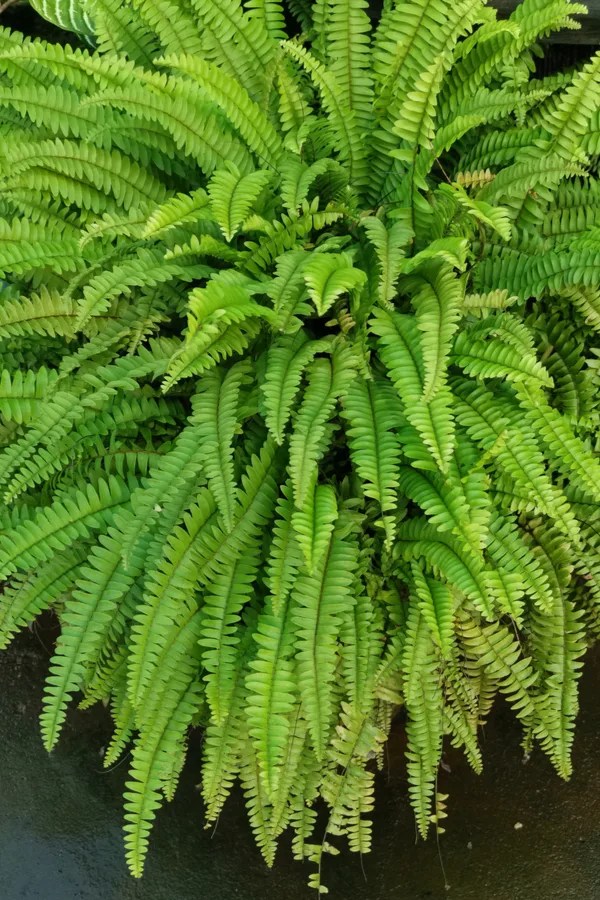 Have A Tips About How To Take Care Of Ferns In The Winter Pricelunch34