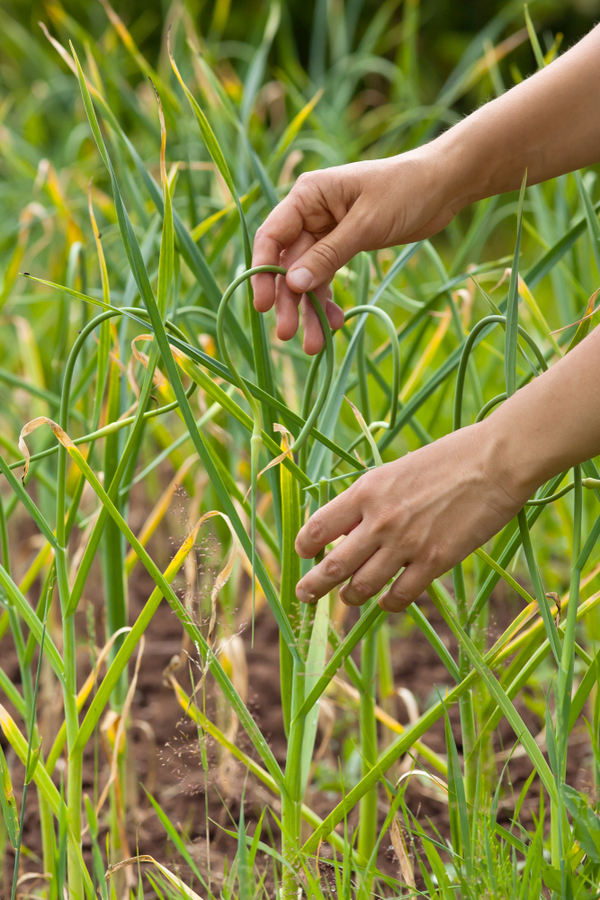 How To Plant Garlic In The Fall Simple Tips For A Huge Summer Harvest!