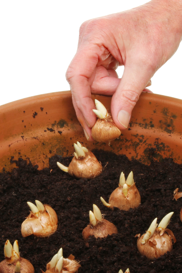 How To Grow Crocus One Of The First Blooming Flowers Of Early Spring