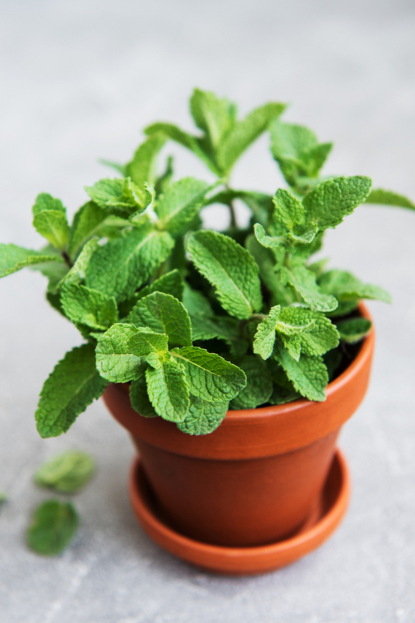 How To Grow Herbs Indoors 8 Amazing Herbs For Year Round Flavor!
