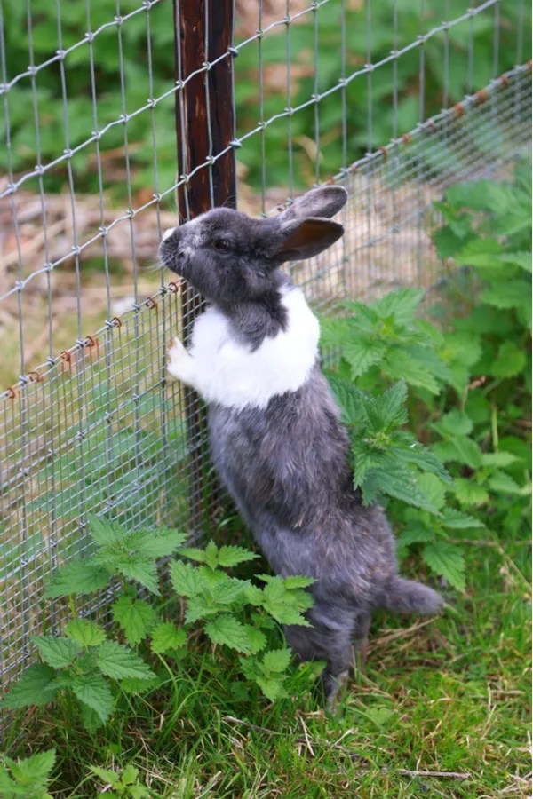 How To Keep Rabbits Out Of Your Garden Safe Methods That Work!