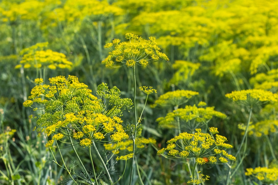 The Many Amazing Benefits Of Growing Dill From Pickles To Pollinators!