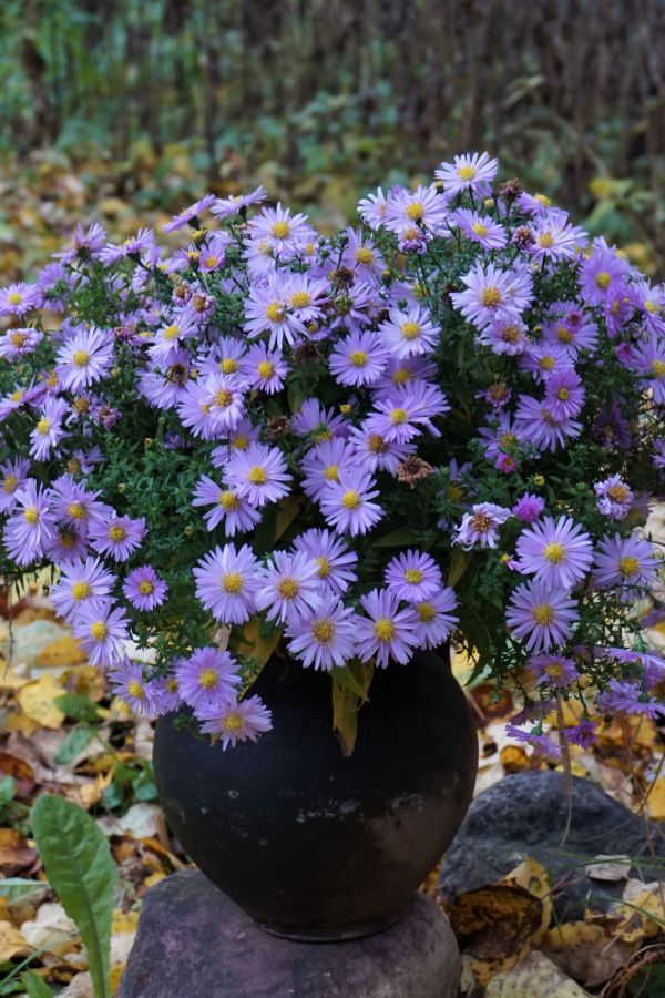 Growing Asters The Perfect Perennial Plant For Big Fall Color!