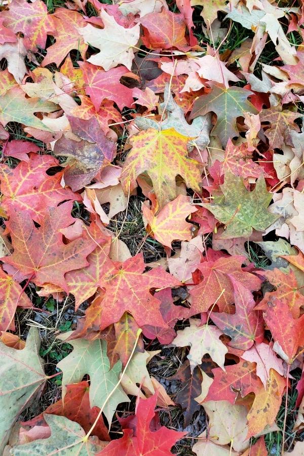 Leaves To Avoid Composting The Top 5 Varieties To Avoid & Why!