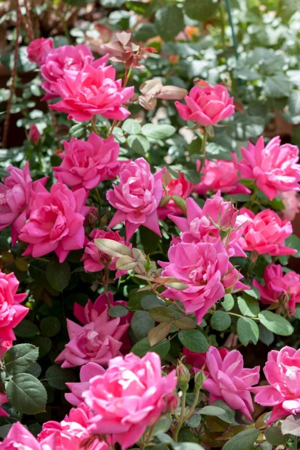 Pruning Rose Bushes In Winter How To Get More Blooms!