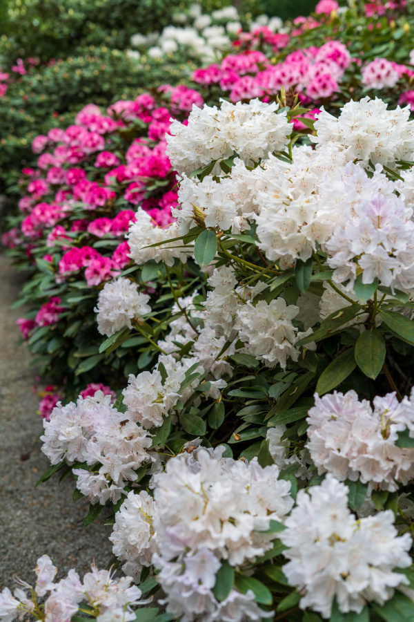 How To Fertilize Azaleas In Late Winter For Big Spring Blooms!
