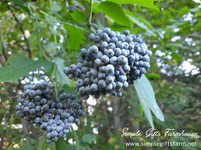 How to Make Elderberry Syrup Simple Gifts Farmhouse