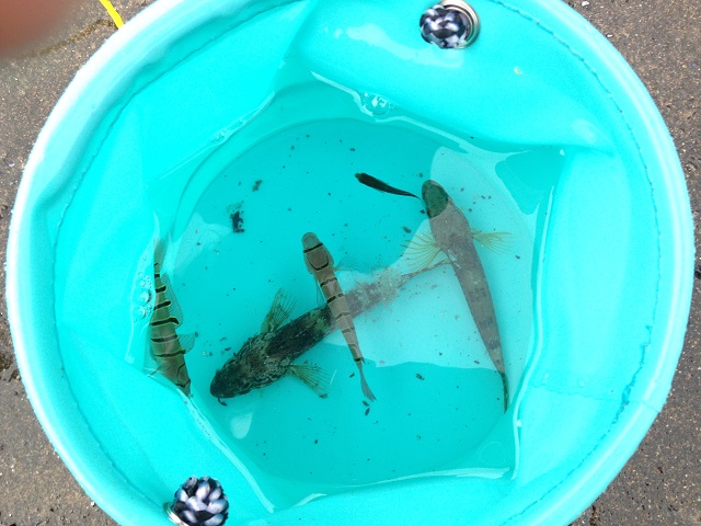 福井県 釣り場 世久見漁港