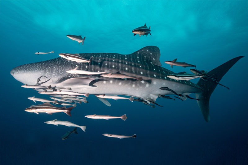 Simple Life Divers Koh Tao PADI Courses & Dive Internships in Thailand