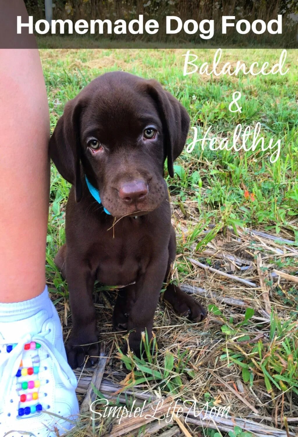 Homemade Dog Food balanced and healthy Simple Life Mom