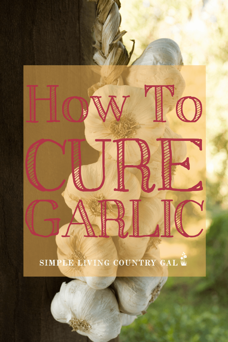 How to Cure Garlic Step by Step Guide Simple Living Country Gal