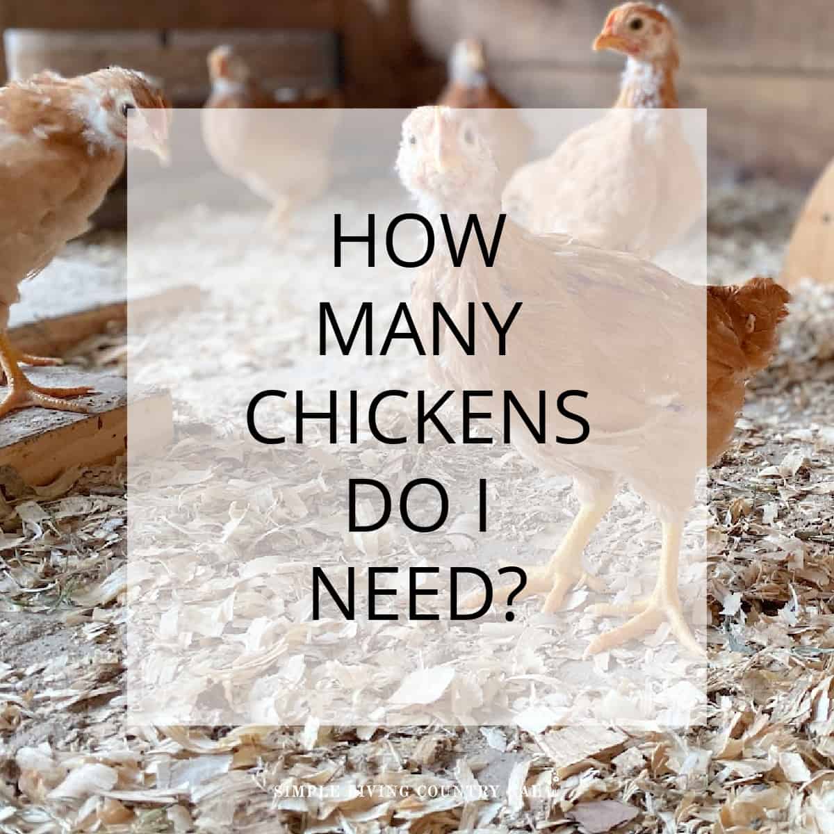 How Many Chickens Do I Need? Simple Living Country Gal