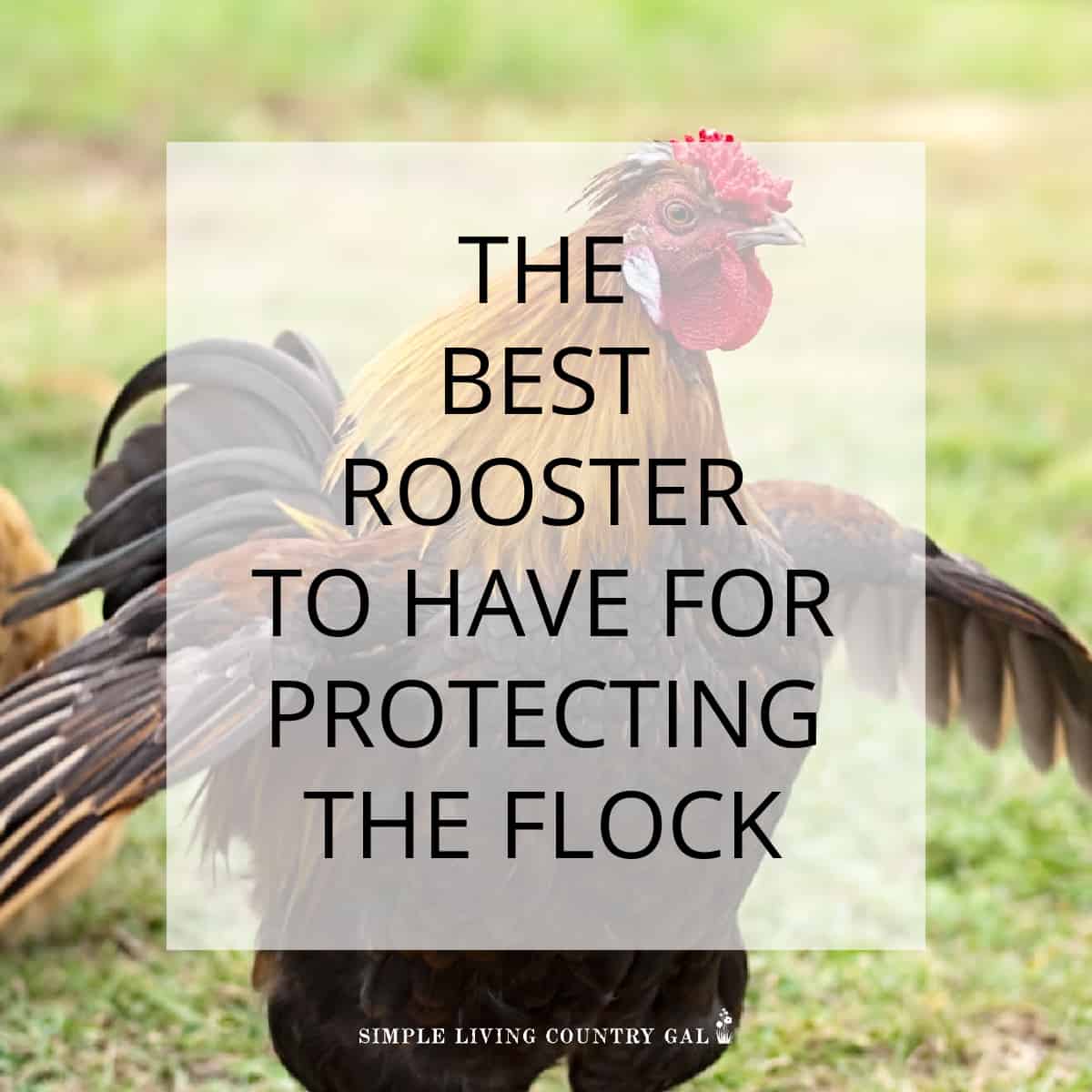 Best Roosters for Protection Simple Living Country Gal