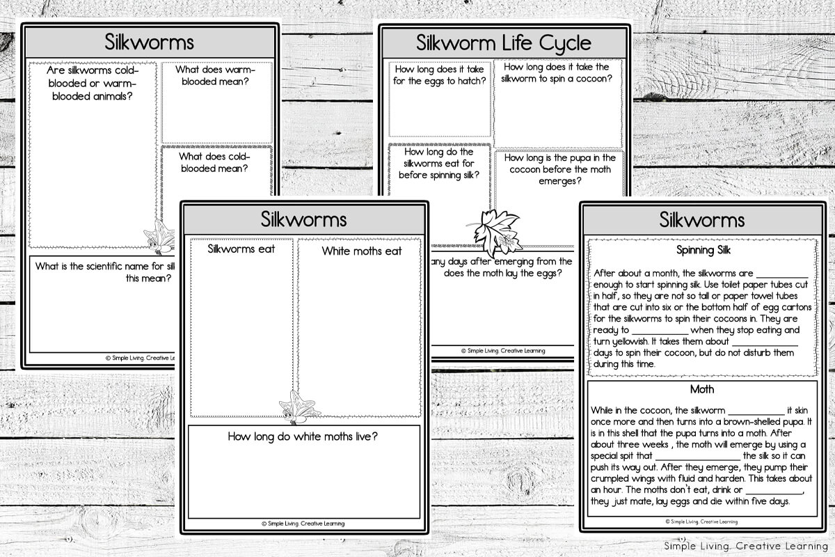 Silkworm Unit Simple Living. Creative Learning