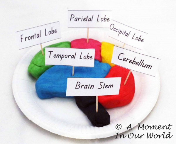 Human Body: Brain and Nervous System - Simple Living. Creative Learning