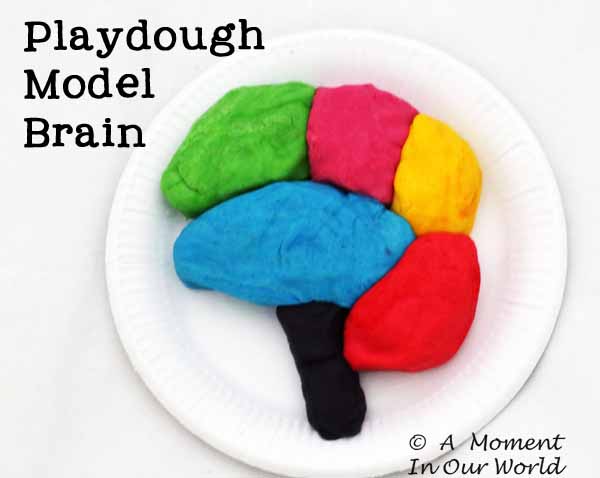 Human Body: Brain and Nervous System - Simple Living. Creative Learning