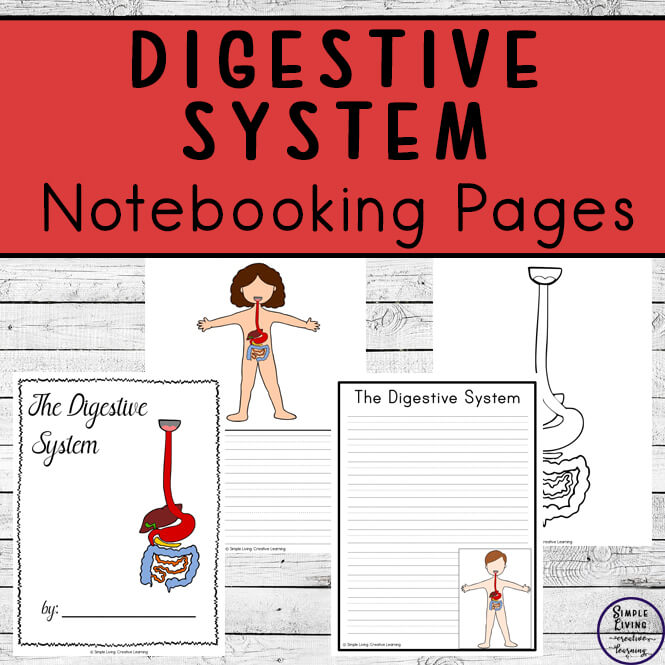 Digestive System Notebooking Pages - Simple Living. Creative Learning