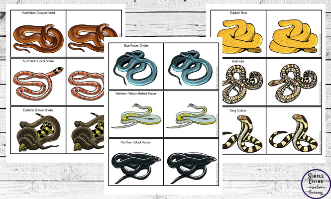 Snake Identification Cards Simple Living. Creative Learning