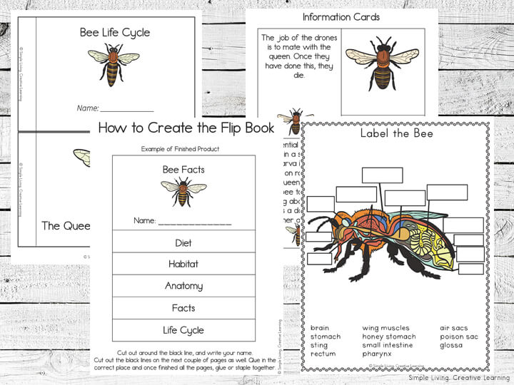 Bee Life Cycle Printable Pack Simple Living. Creative Learning