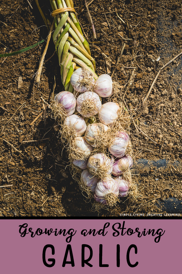 Growing and Storing Garlic Simple Living. Creative Learning