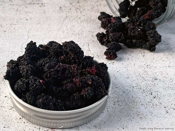 How to Dehydrate Mulberries Simple Living. Creative Learning