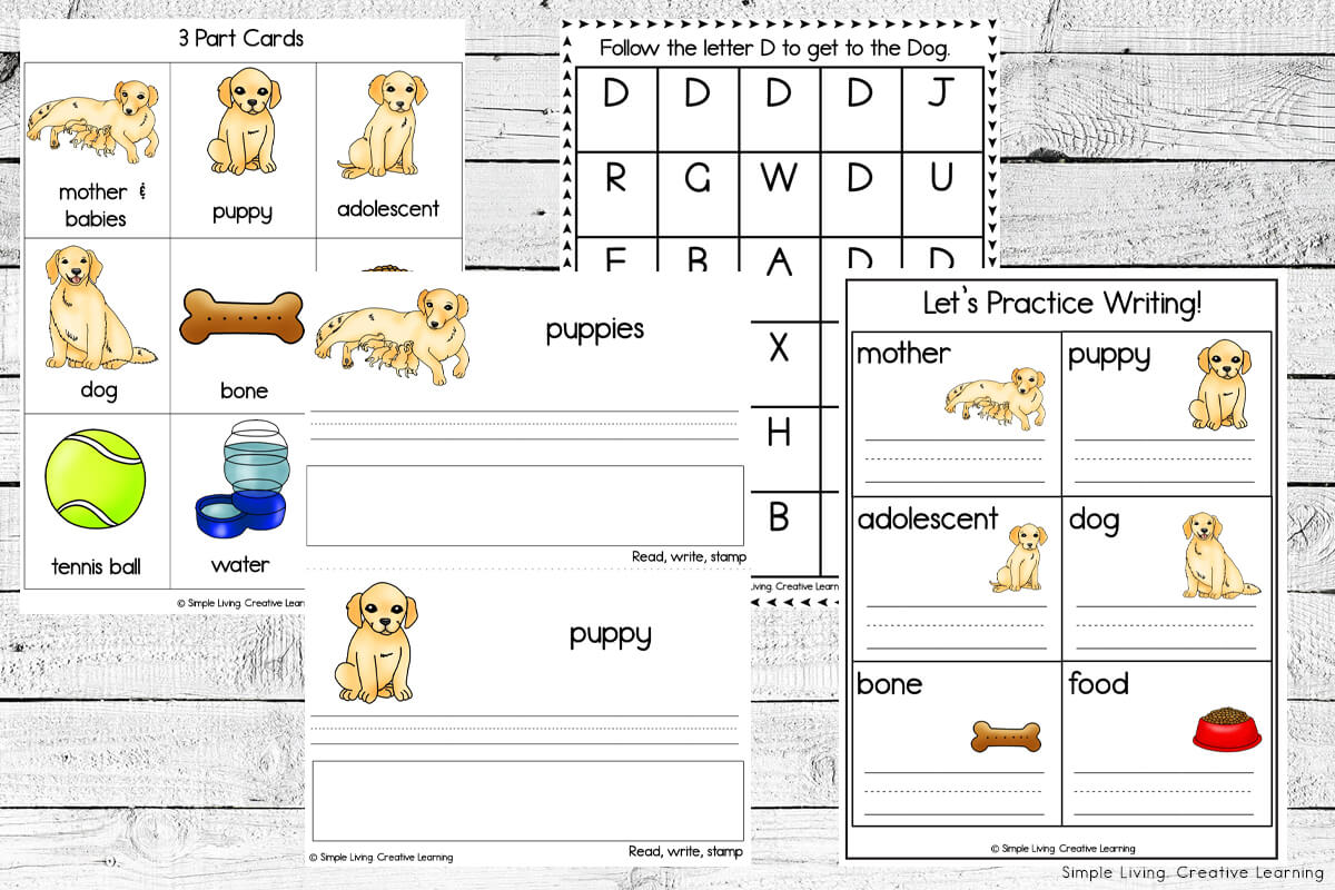 Life Cycle Of A Dog Worksheet