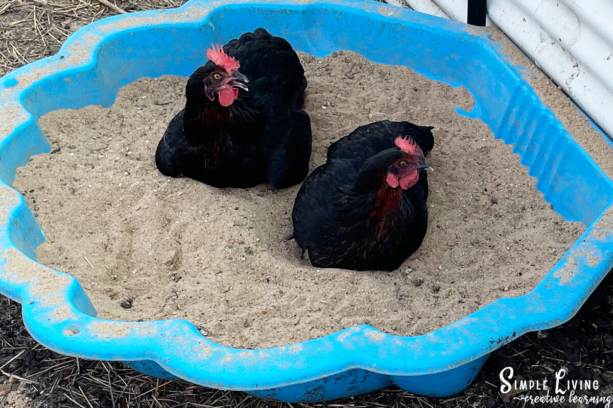 Tips for Getting Started with Backyard Chickens Simple Living