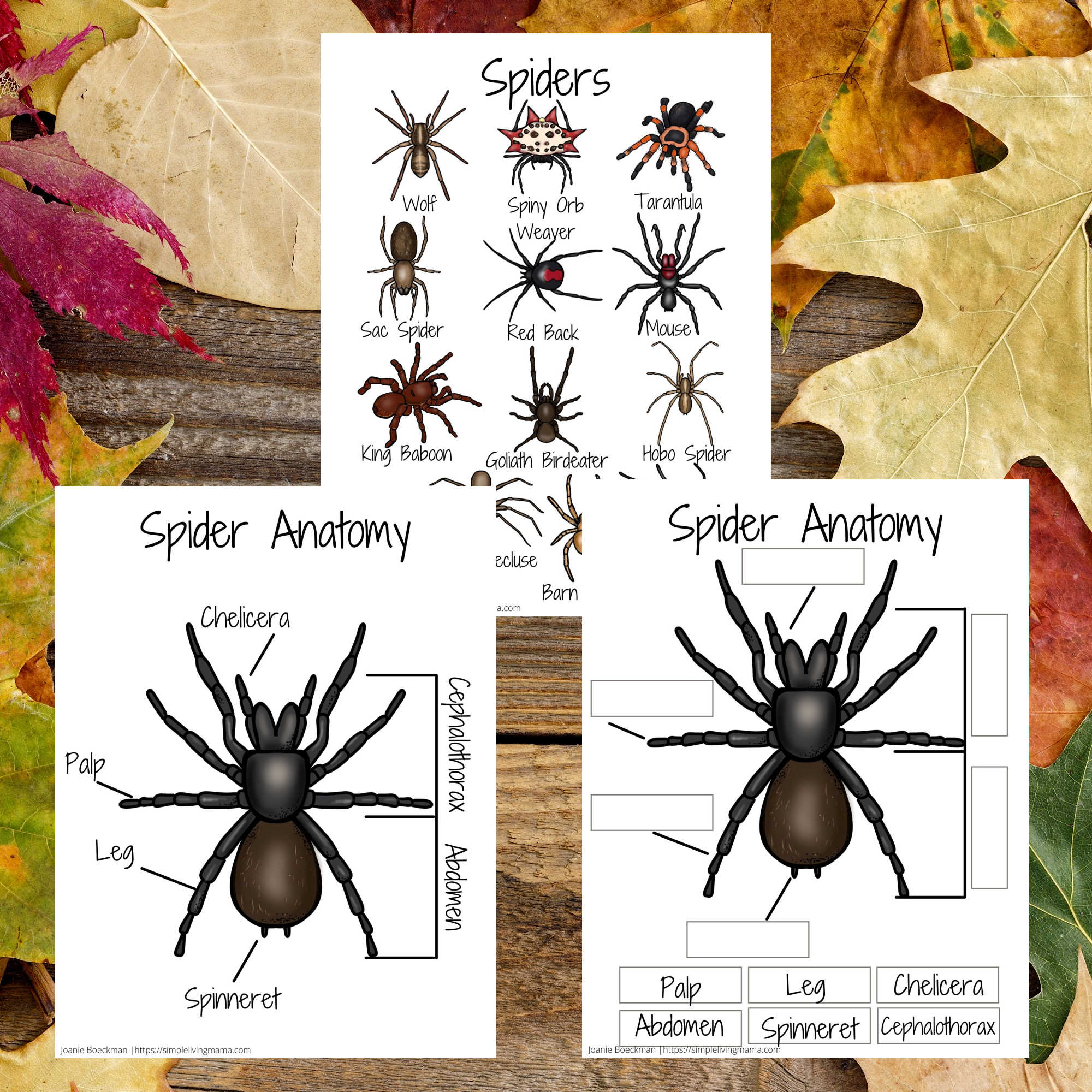 Spider Unit Study Worksheets and Printables Simple Living Mama