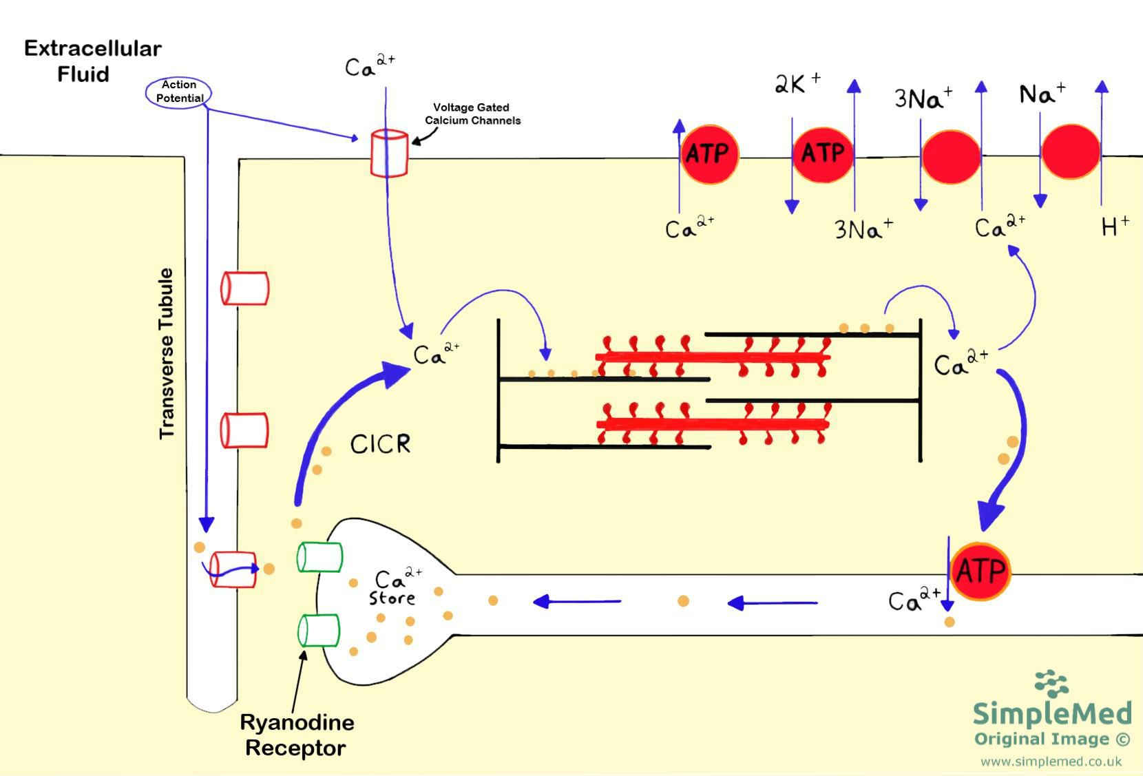 5. Cardiac Conduction and Contraction SimpleMed Learning Medicine