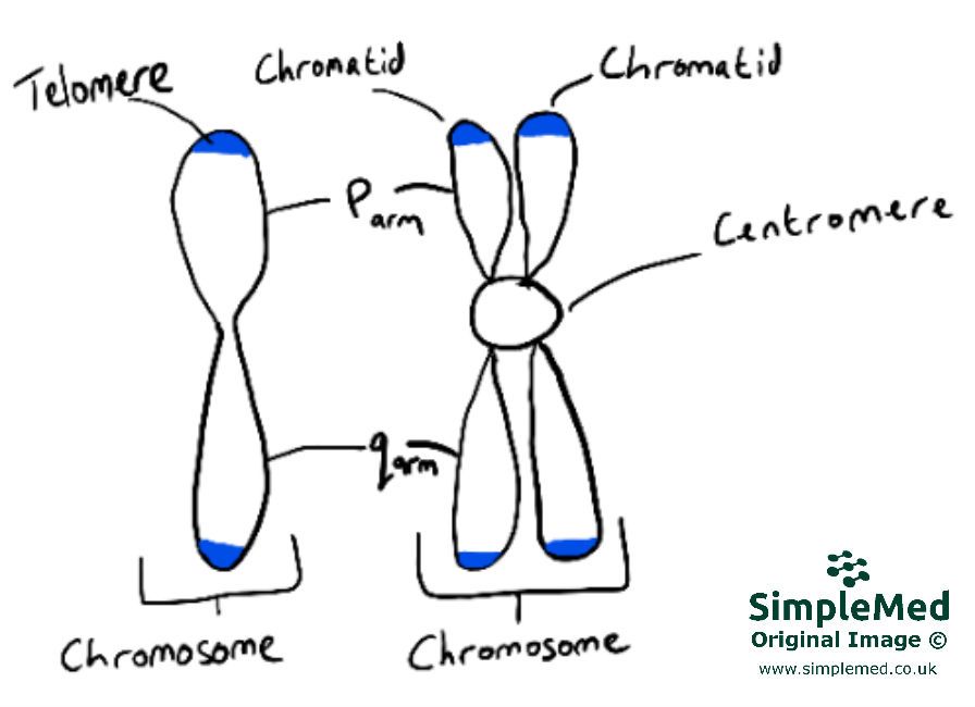 1. Mitosis and Meiosis - SimpleMed - Learning Medicine, Simplified