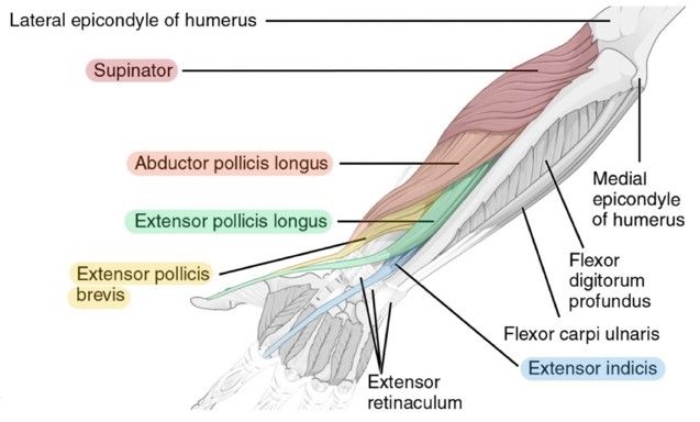 11. Muscles of the Forearm - SimpleMed - Learning Medicine, Simplified