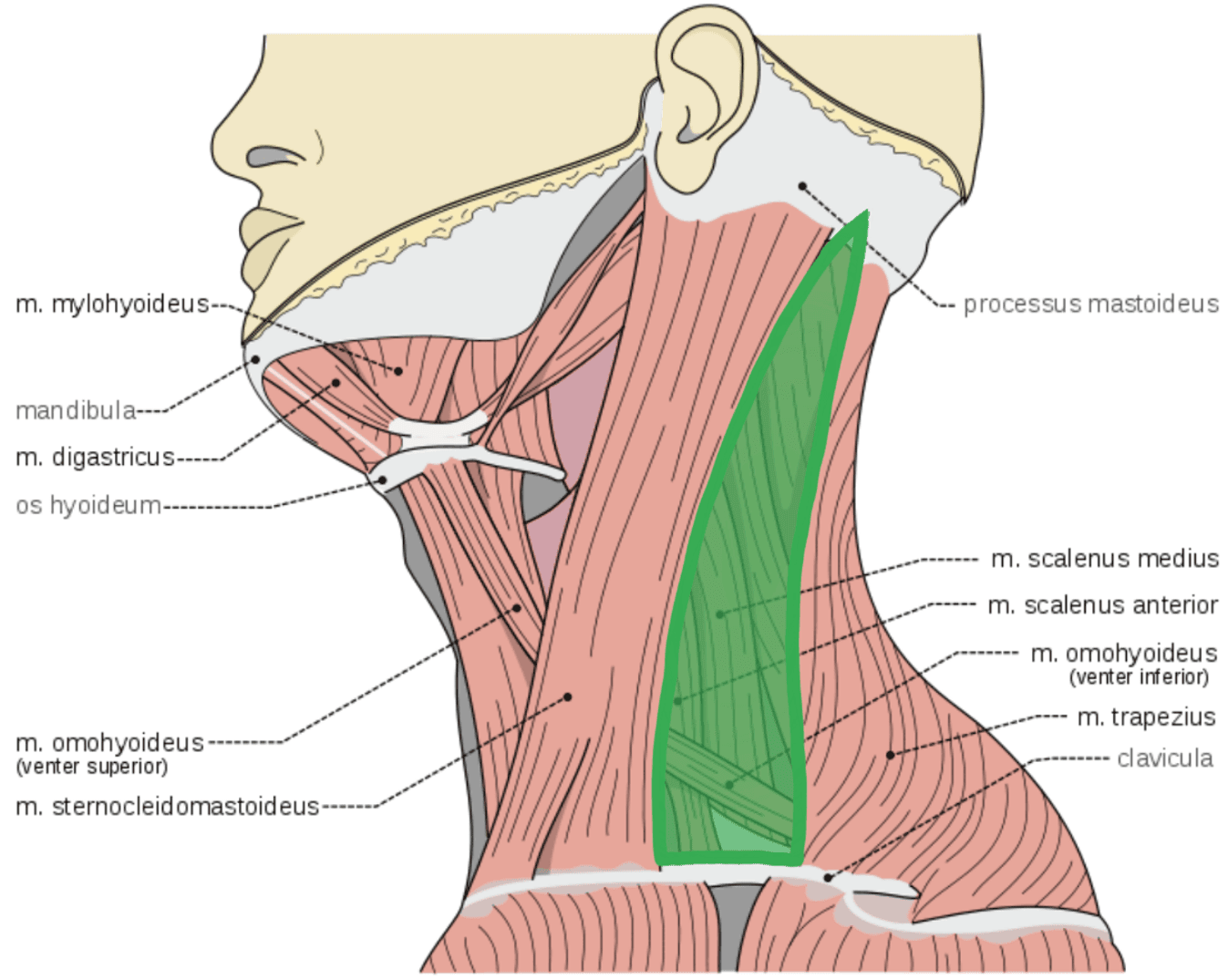 19. Fascial Planes, Muscles and Triangles SimpleMed Learning