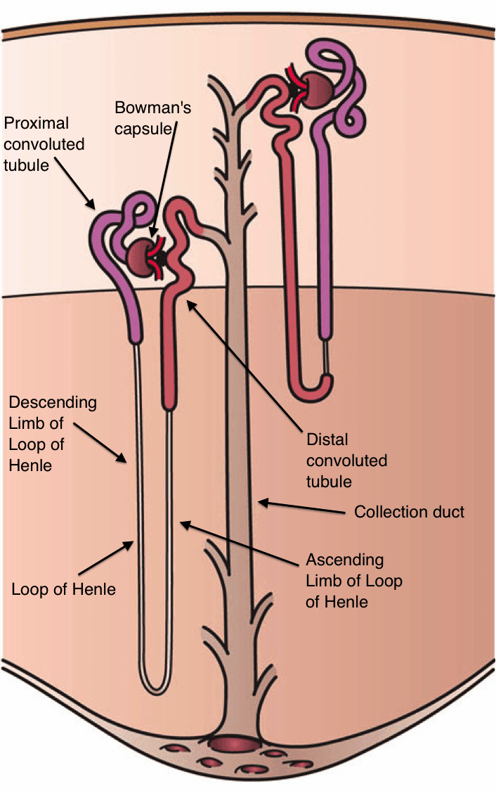 3. The Nephron SimpleMed Learning Medicine, Simplified