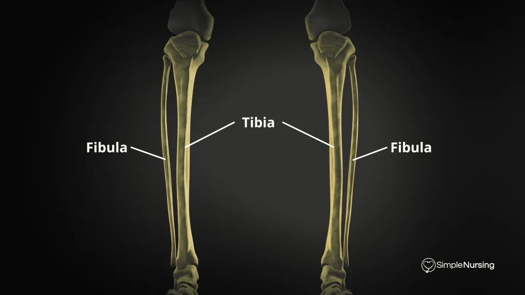 Tibia and Fibula Anatomy with Labeled Diagram