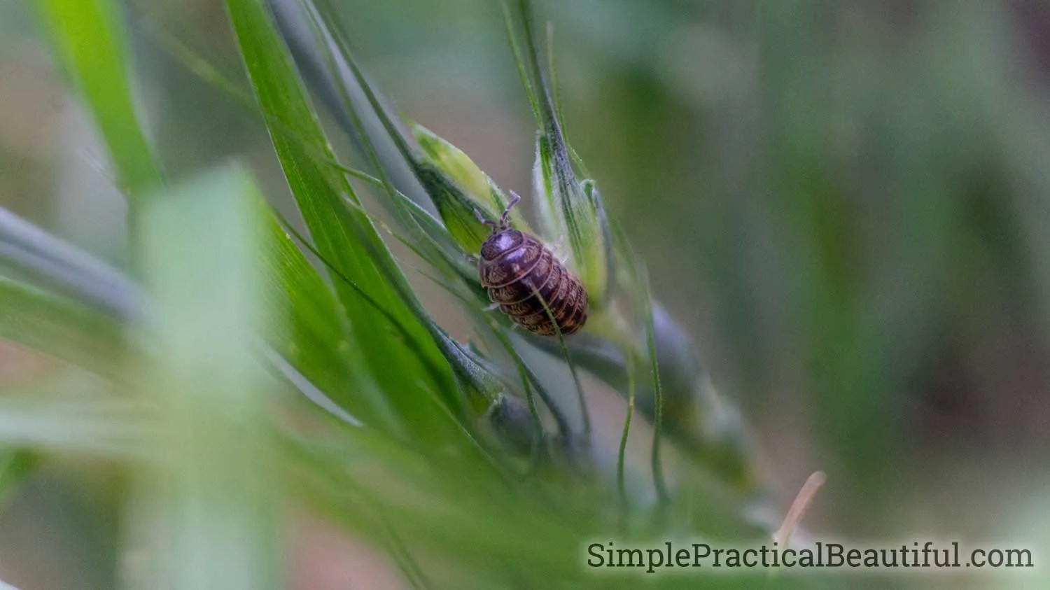 A Pill Bug Trap Made from a Potato Simple Practical Beautiful