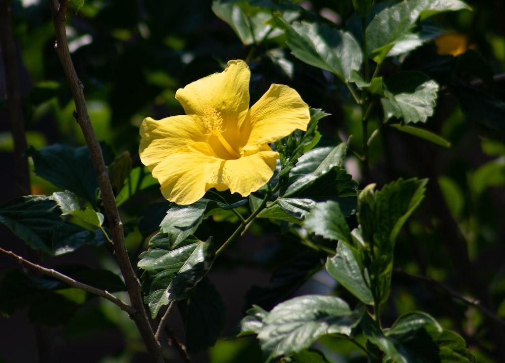 How to Ensure Your Hibiscus Trees are Healthy