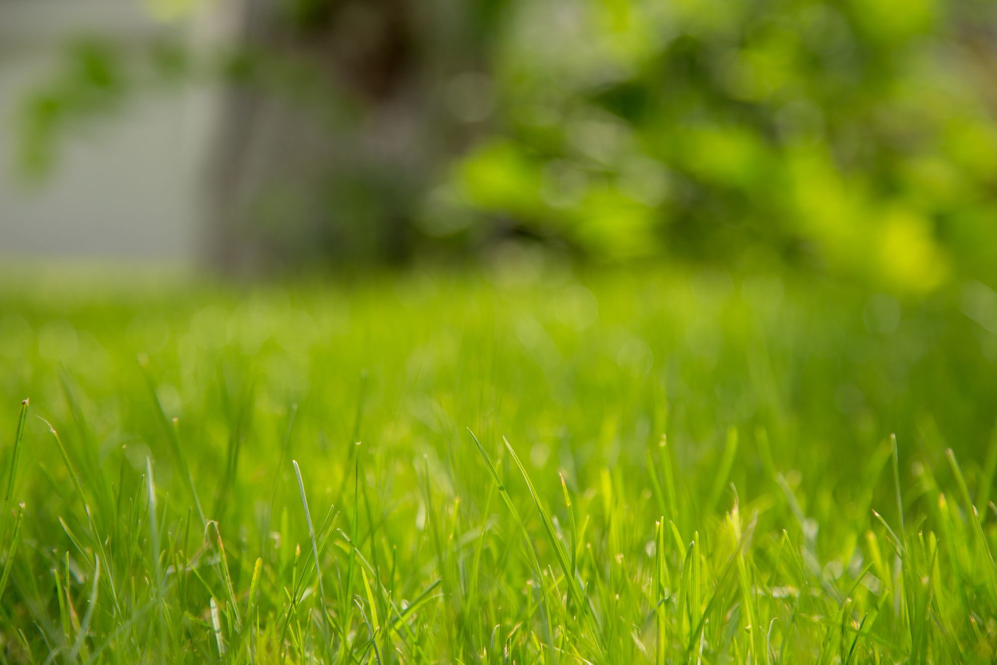 Best PreEmergent Weed Killer For Bermuda When & How To Apply