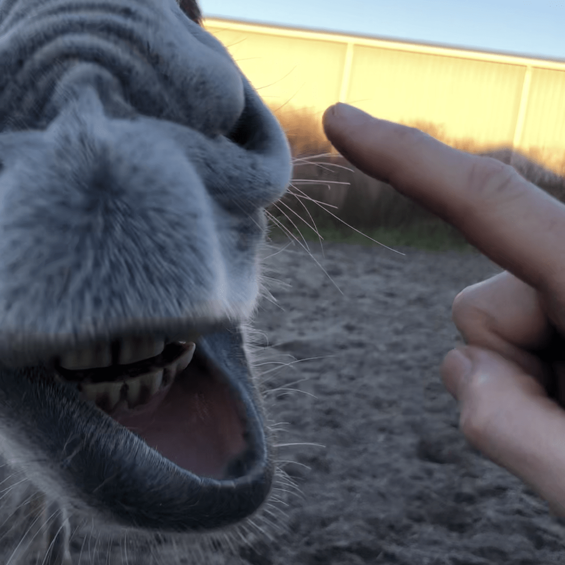 Donkey Enrichment Activities Simple Southern