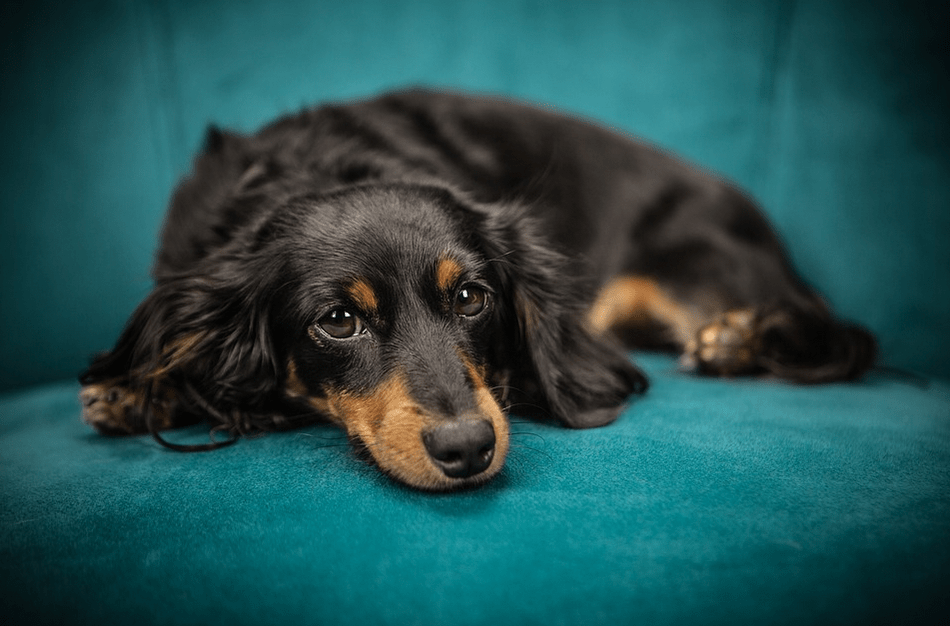 The Surprising Pet Friendly Velvet Upholstery Fabric The Simplicity