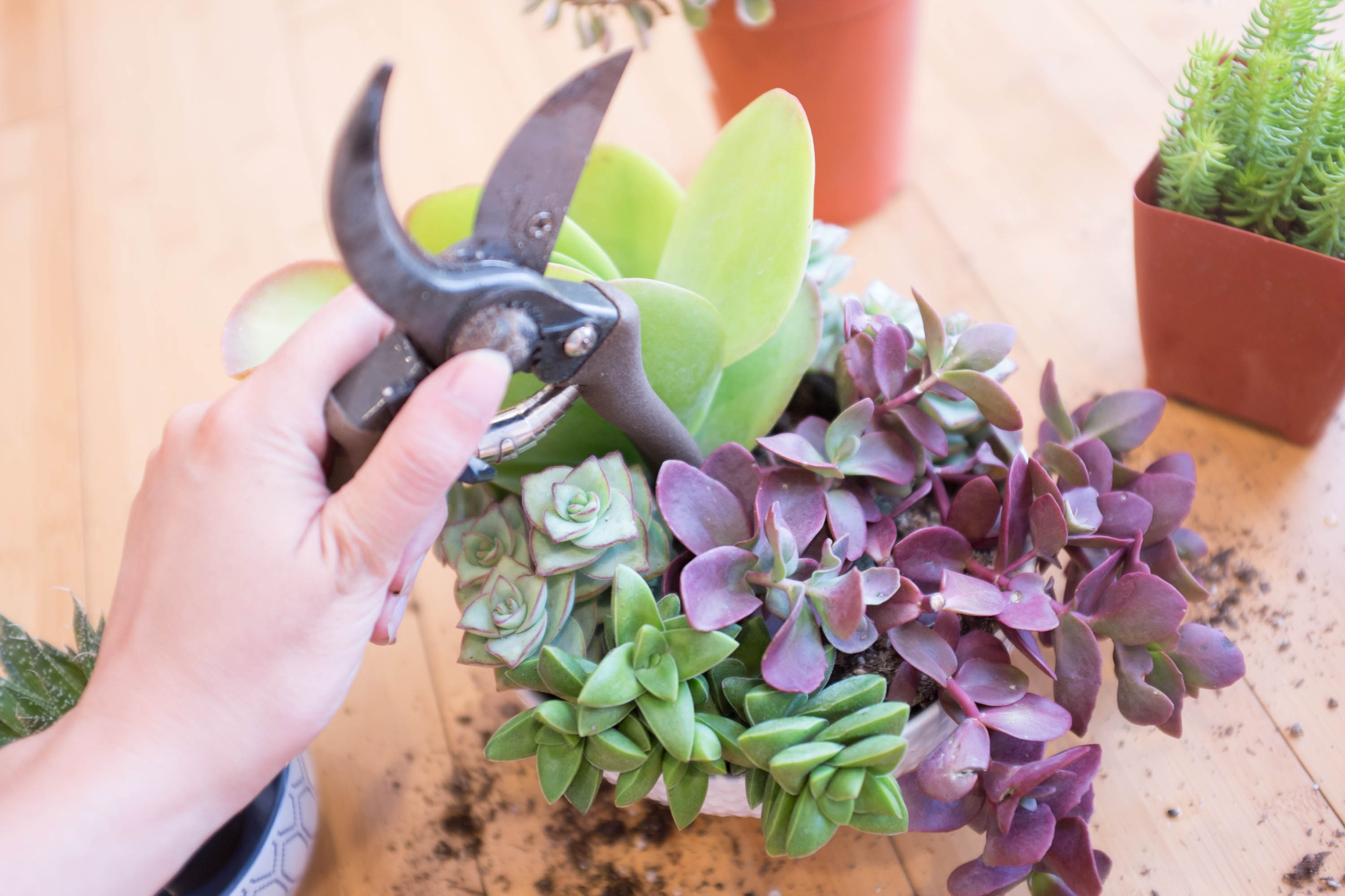 How to plant a succulent container garden in a bowl
