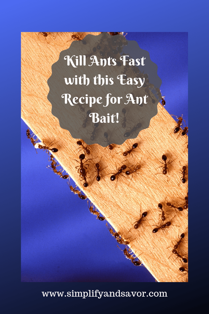 Easy Recipe for the Most Effective Ant Bait Simplify and Savor